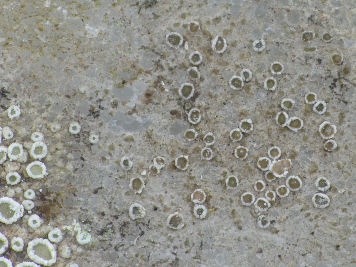 Myriolecis hagenii (door Guido Berger)