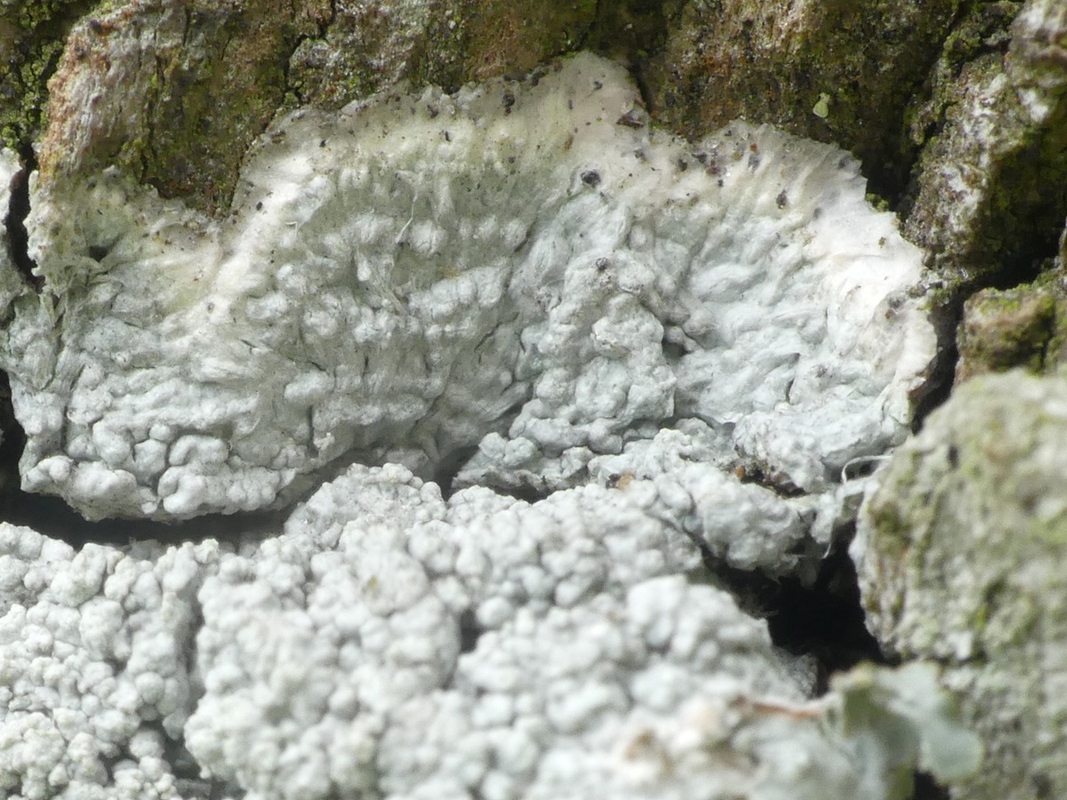 Varicellaria hemisphaerica (door Guido Berger)