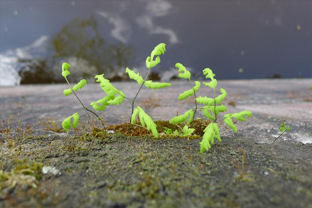 Gymnocarpium dryopteris (door Valentijn ten Hoopen)