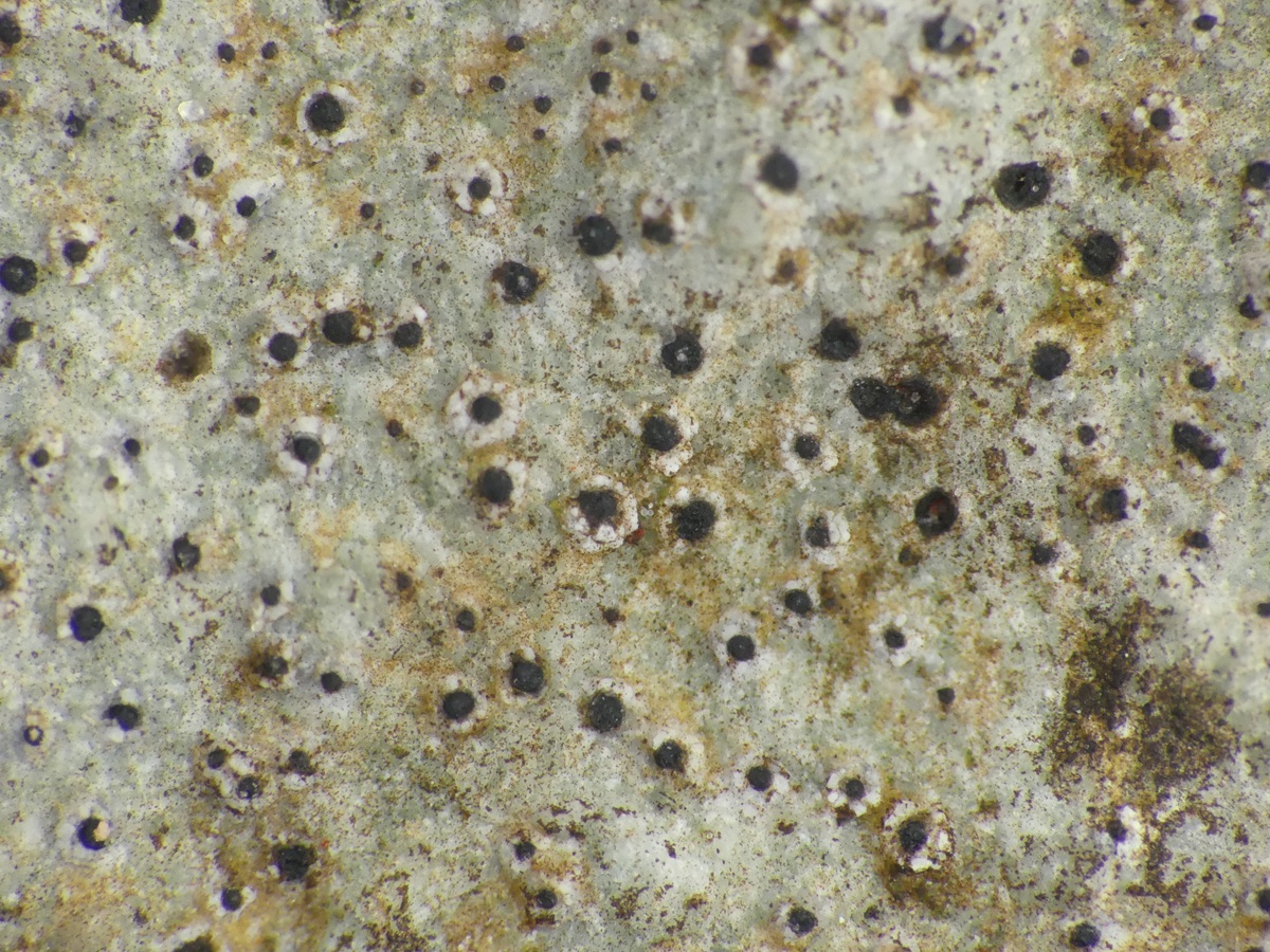 Polyblastia dermatodes (door Guido Berger)