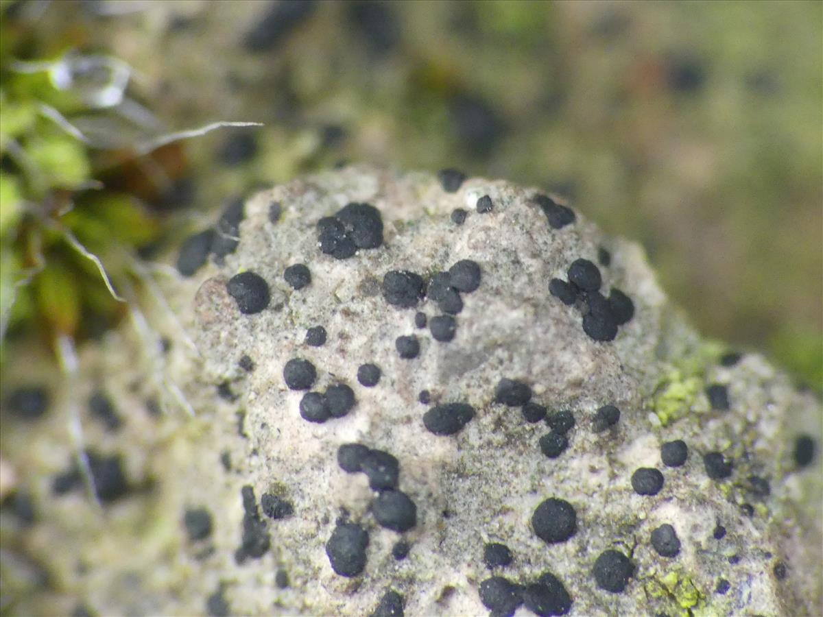 Bryostigma fuscum (door Guido Berger)