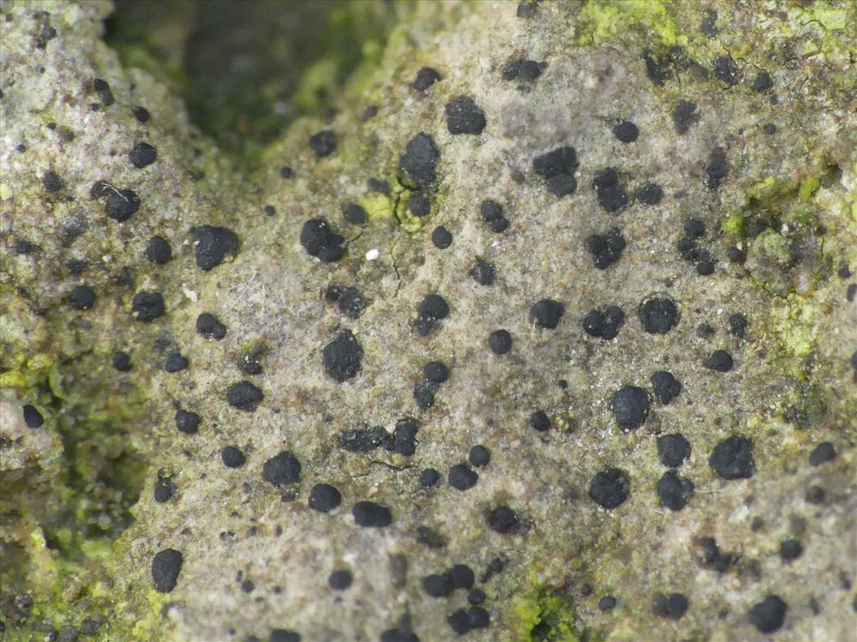 Bryostigma fuscum (door Guido Berger)