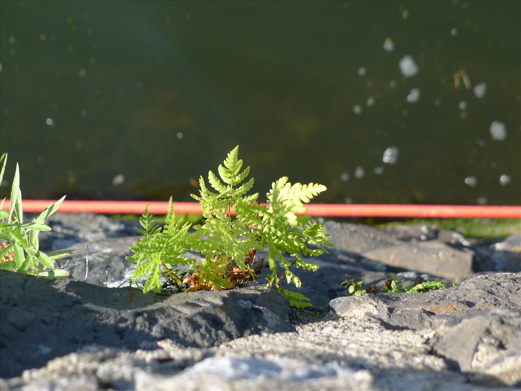 Thelypteris palustris (door Valentijn ten Hoopen)