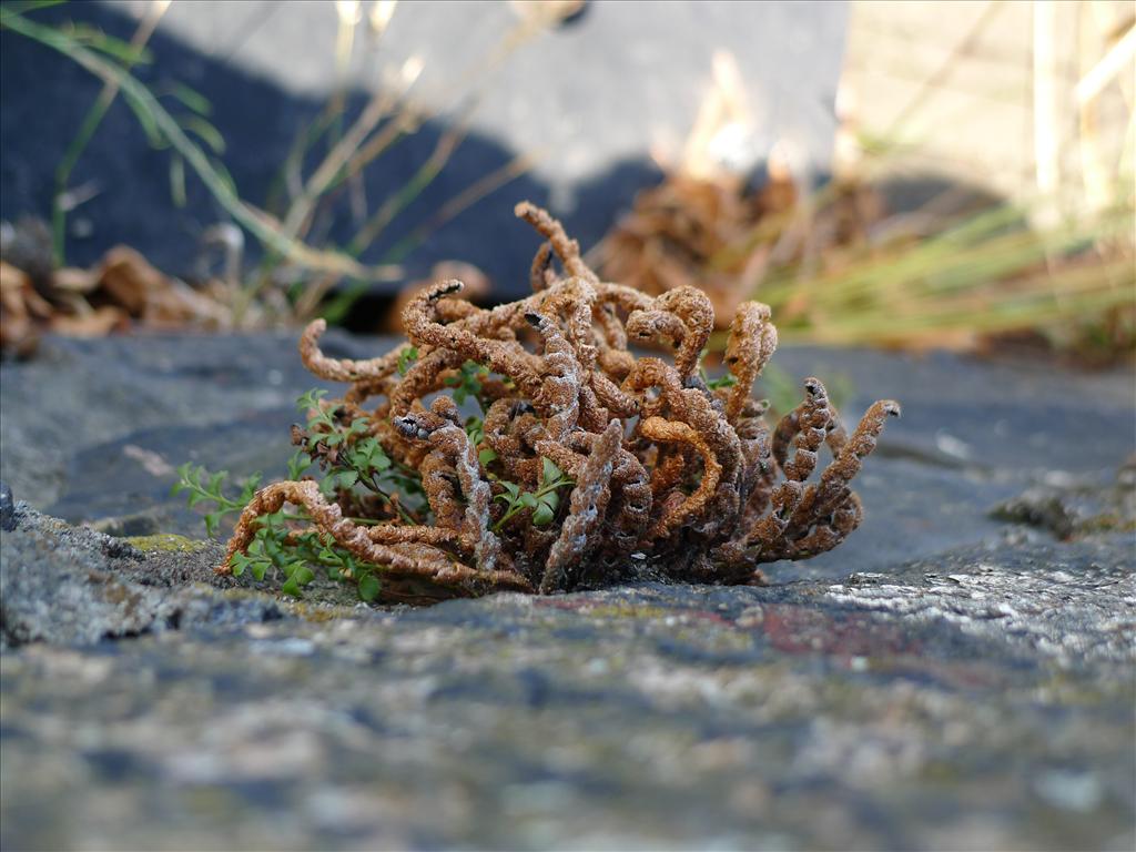 Asplenium ceterach (door Valentijn ten Hoopen)