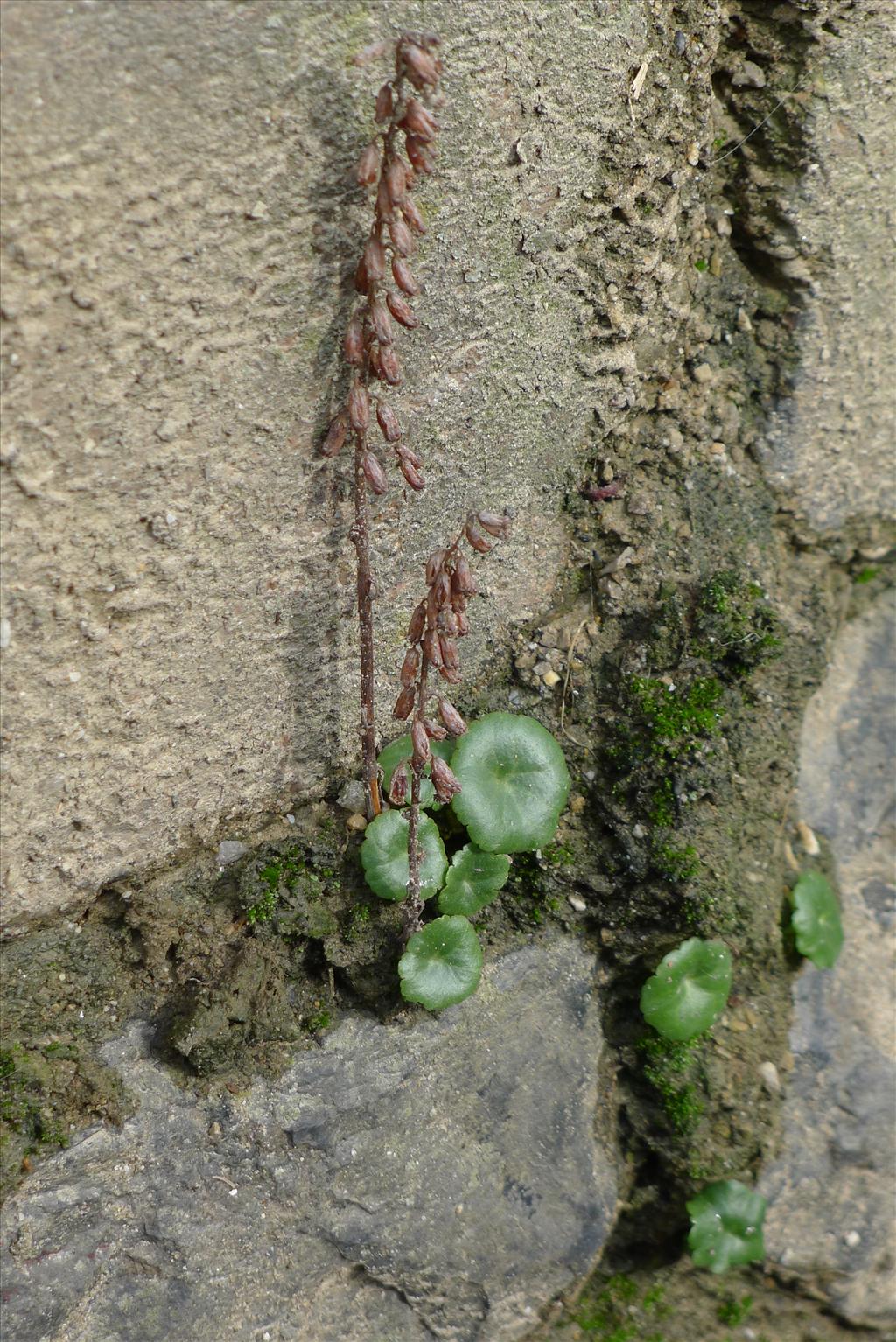 Umbilicus rupestris (door Valentijn ten Hoopen)