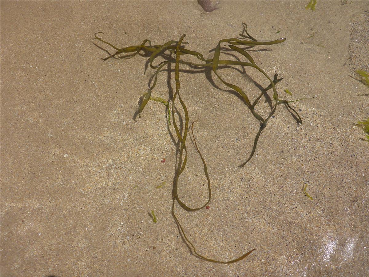 Himanthalia elongata (door Luna van der Loos)