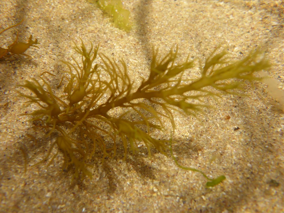 Gongolaria baccata (door Luna van der Loos)