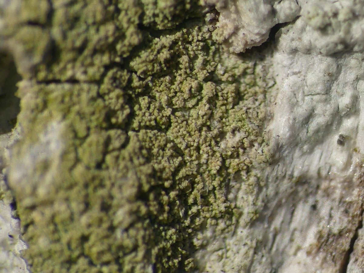 Protoparmelia oleagina (door Guido Berger)