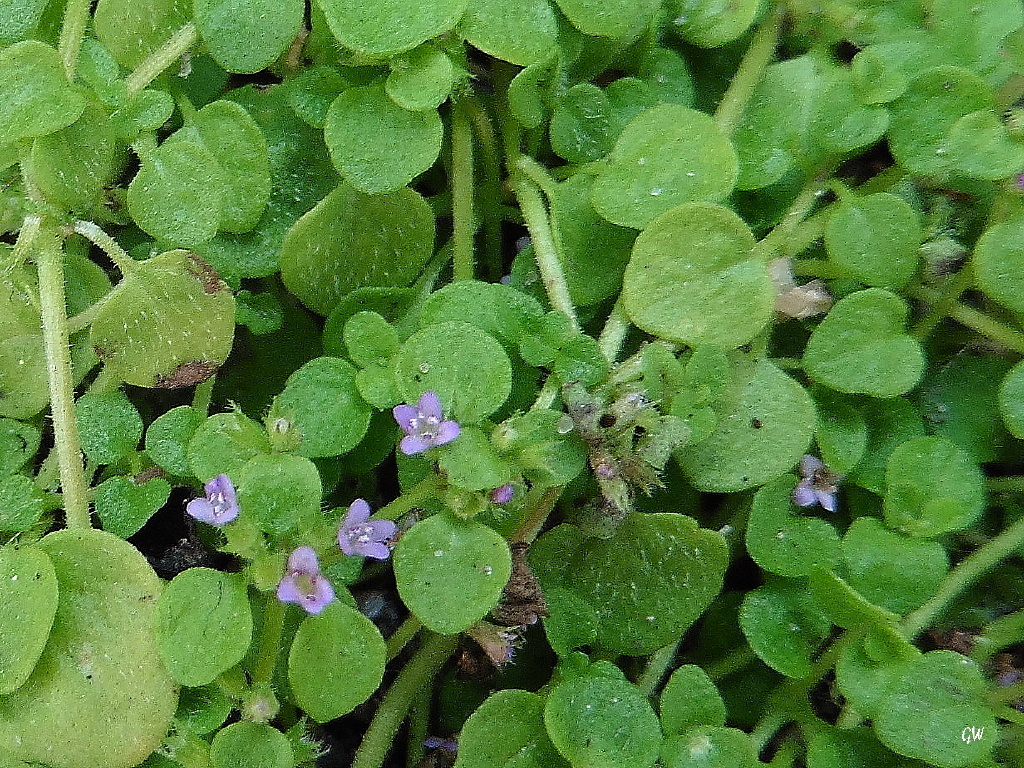 Mentha requienii (door Gerrit Welgraven)