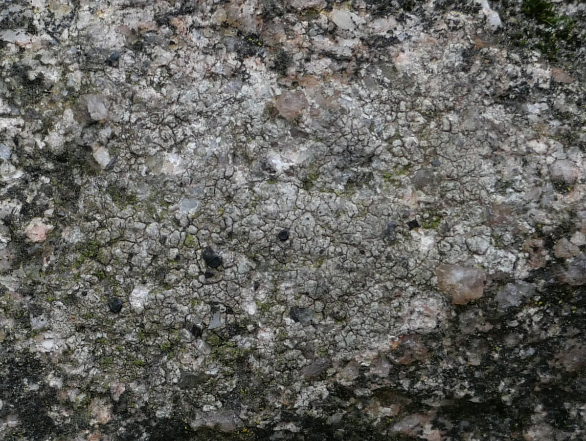 Rinodina confragosa (door Hans Toetenel)