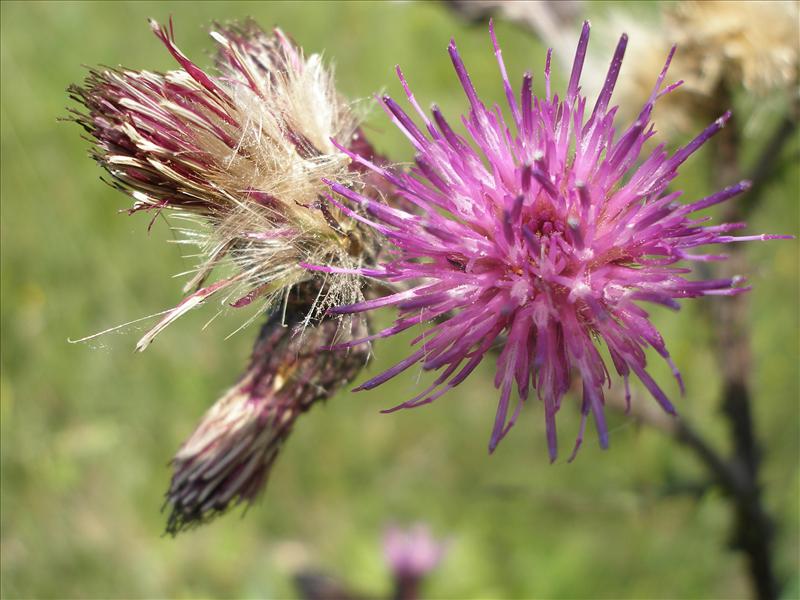 Cirsium palustre (door Piet Bremer )