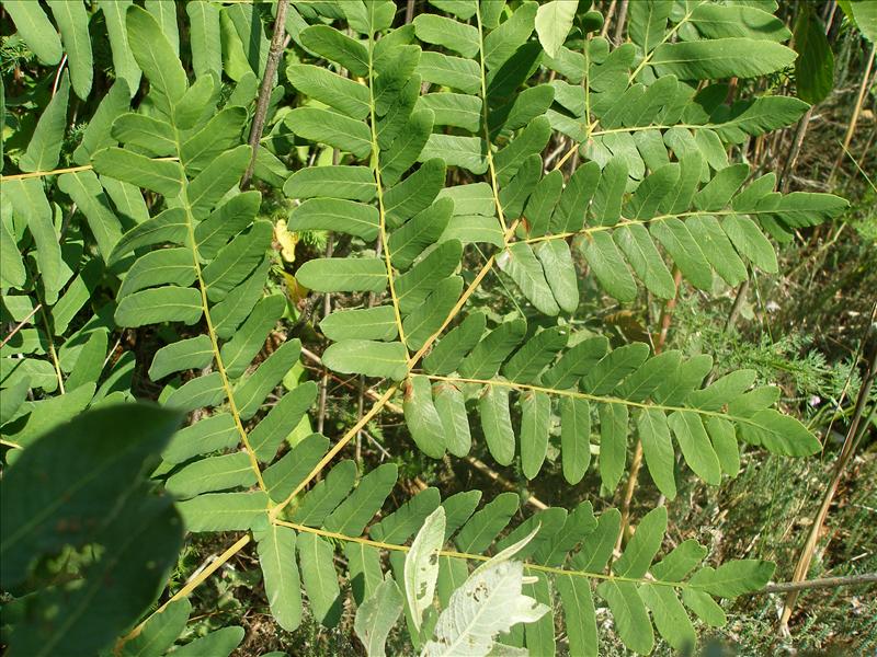 Osmunda regalis (door Piet Bremer )