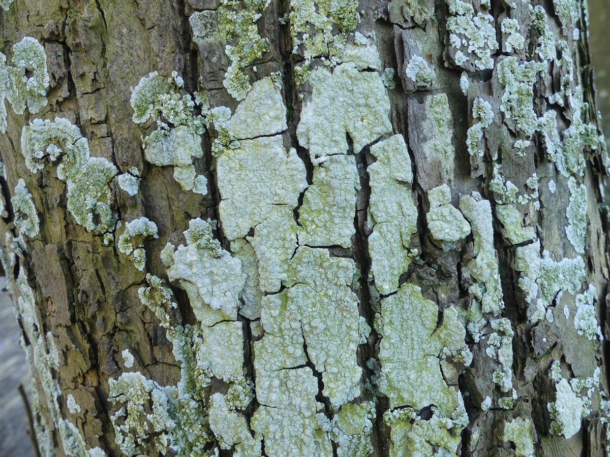 Varicellaria hemisphaerica (door Guido Berger)