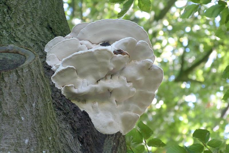 Aurantiporus fissilis (door Joke Winkelman)