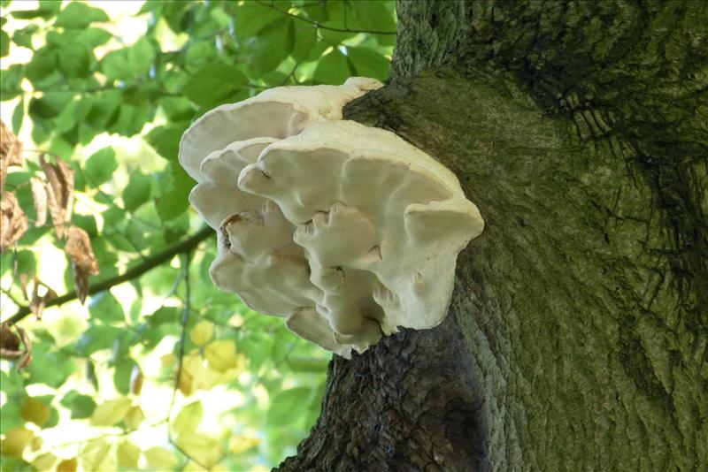 Aurantiporus fissilis (door Joke Winkelman)