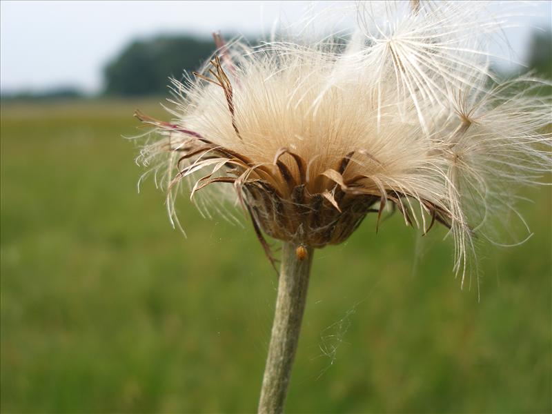 Cirsium dissectum (door Piet Bremer )