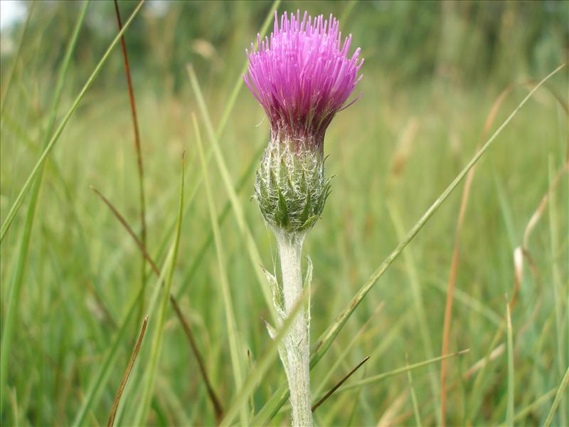 Cirsium dissectum (door Piet Bremer )