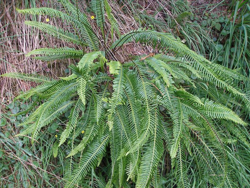 Struthiopteris spicant (door Piet Bremer )