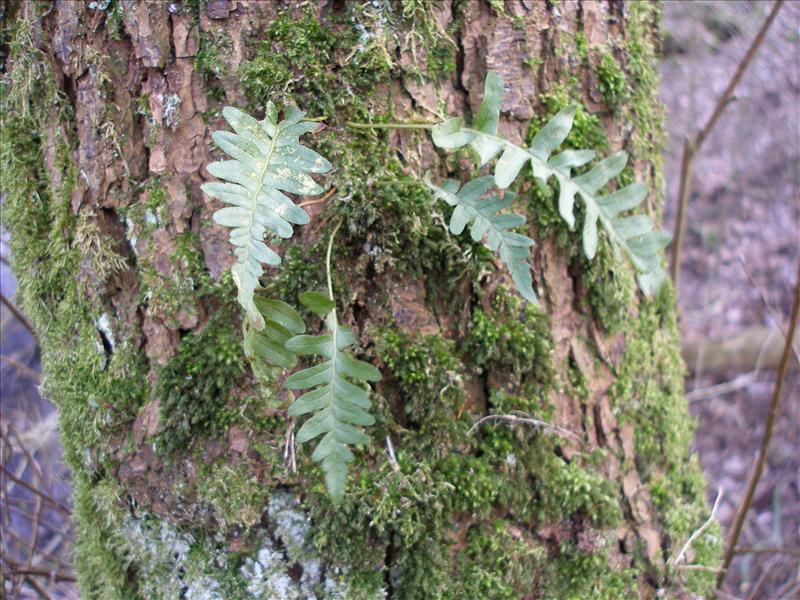 Polypodium vulgare (door Piet Bremer )