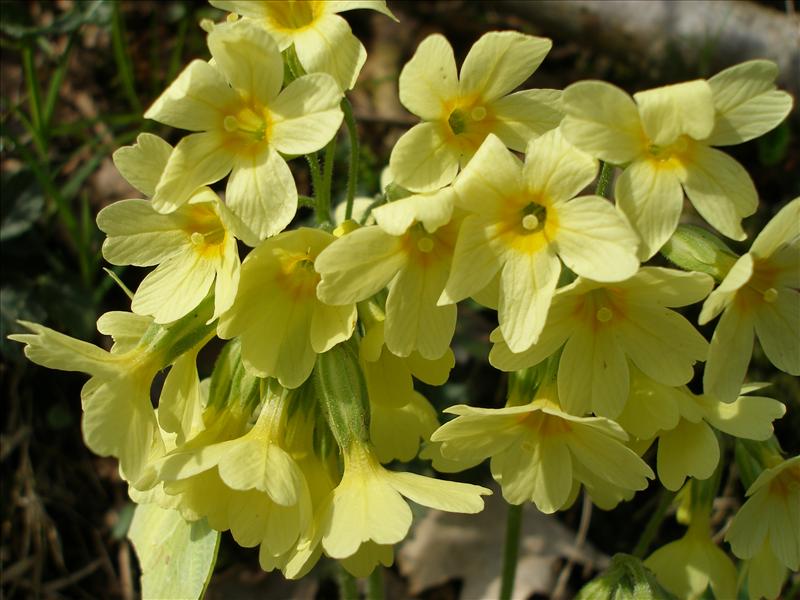 Primula elatior (door Piet Bremer )