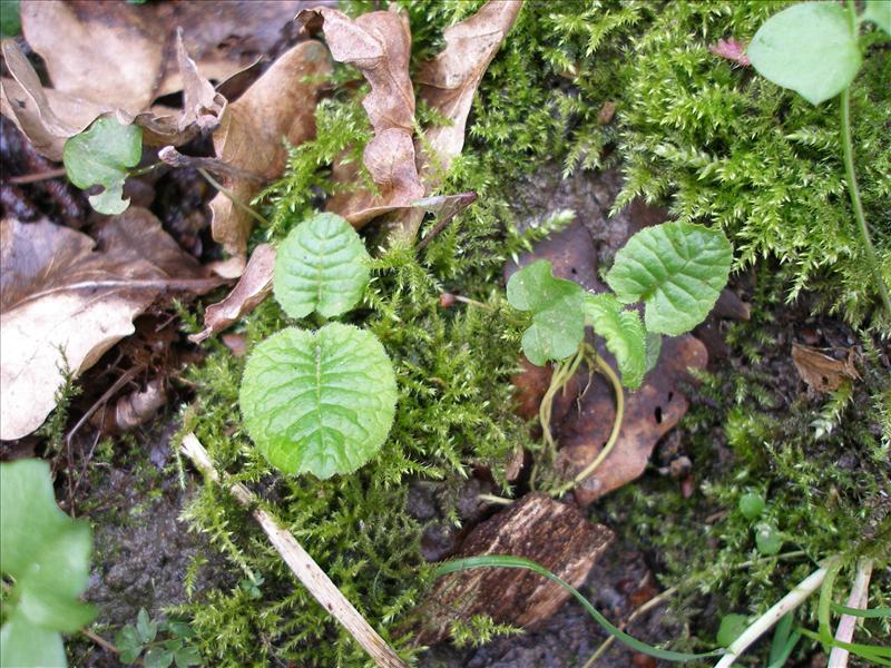 Primula elatior (door Piet Bremer )