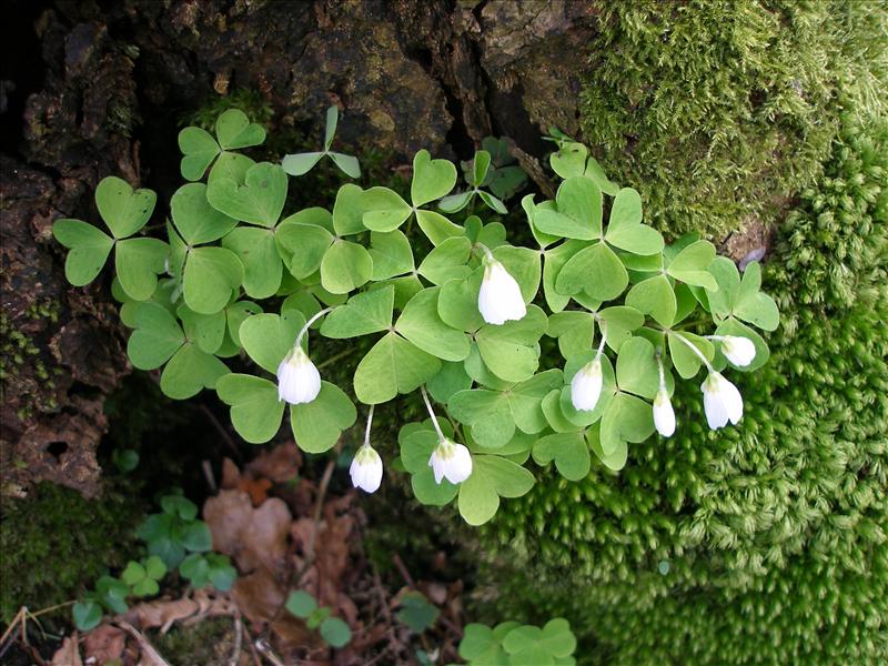 Oxalis acetosella (door Piet Bremer )