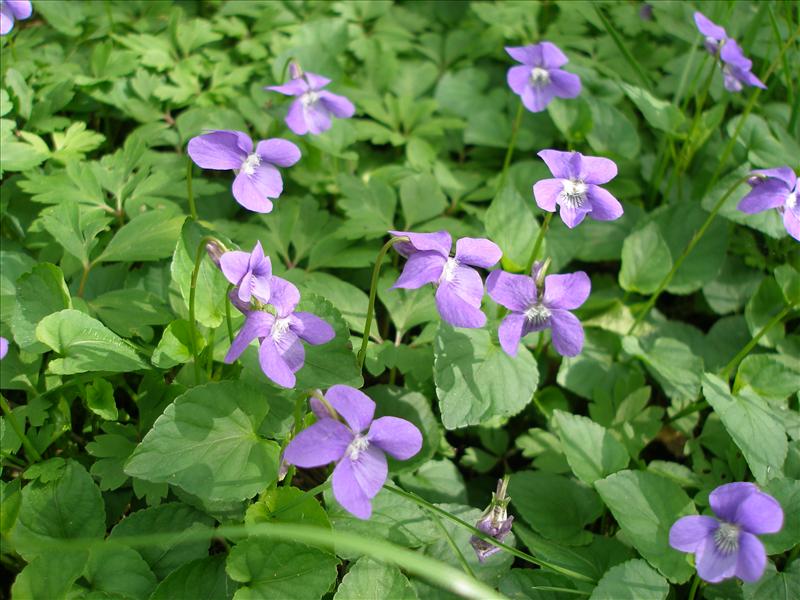 Viola reichenbachiana (door Piet Bremer )