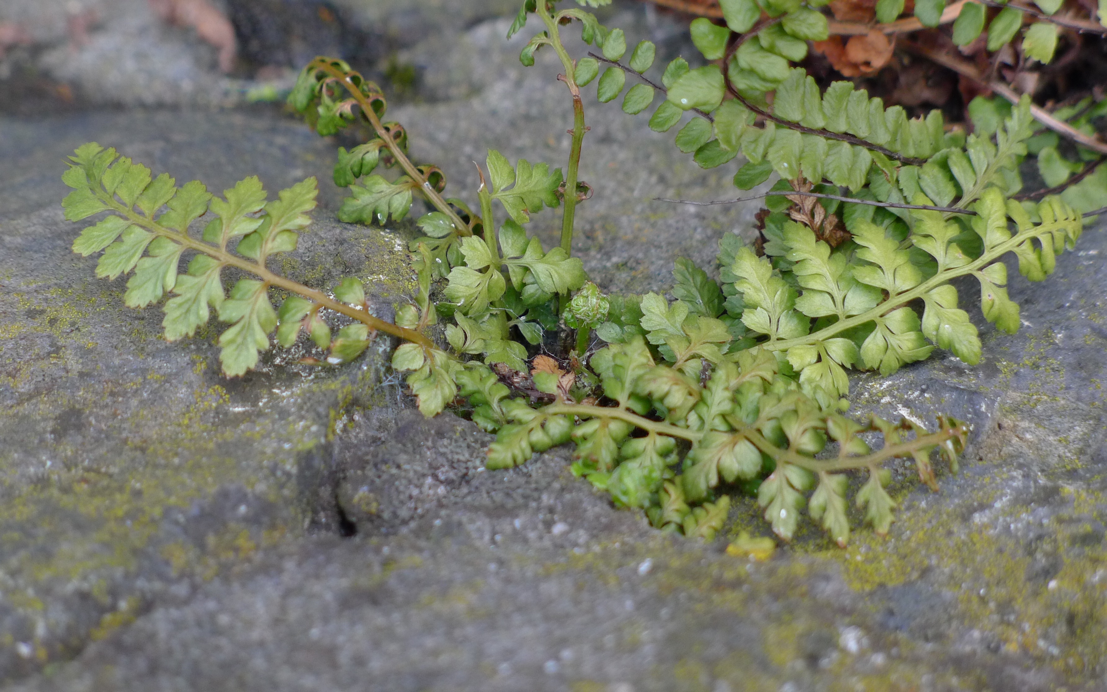 Asplenium obovatum subsp. lanceolatum (door Valentijn ten Hoopen)