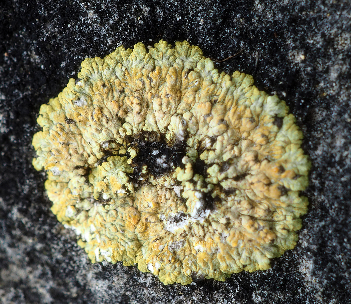 Gyalolechia fulgens (door Jeroen van der Loop)