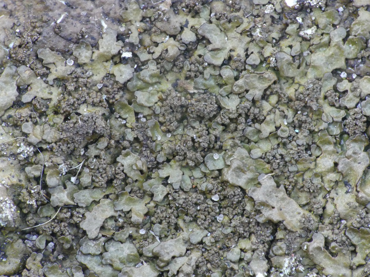 Xanthoparmelia loxodes (door Guido Berger)