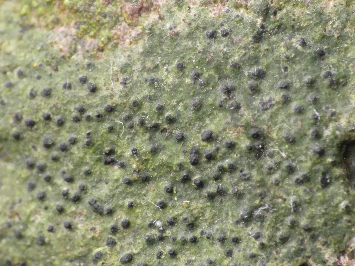Verrucaria hydrophila (door Guido Berger)