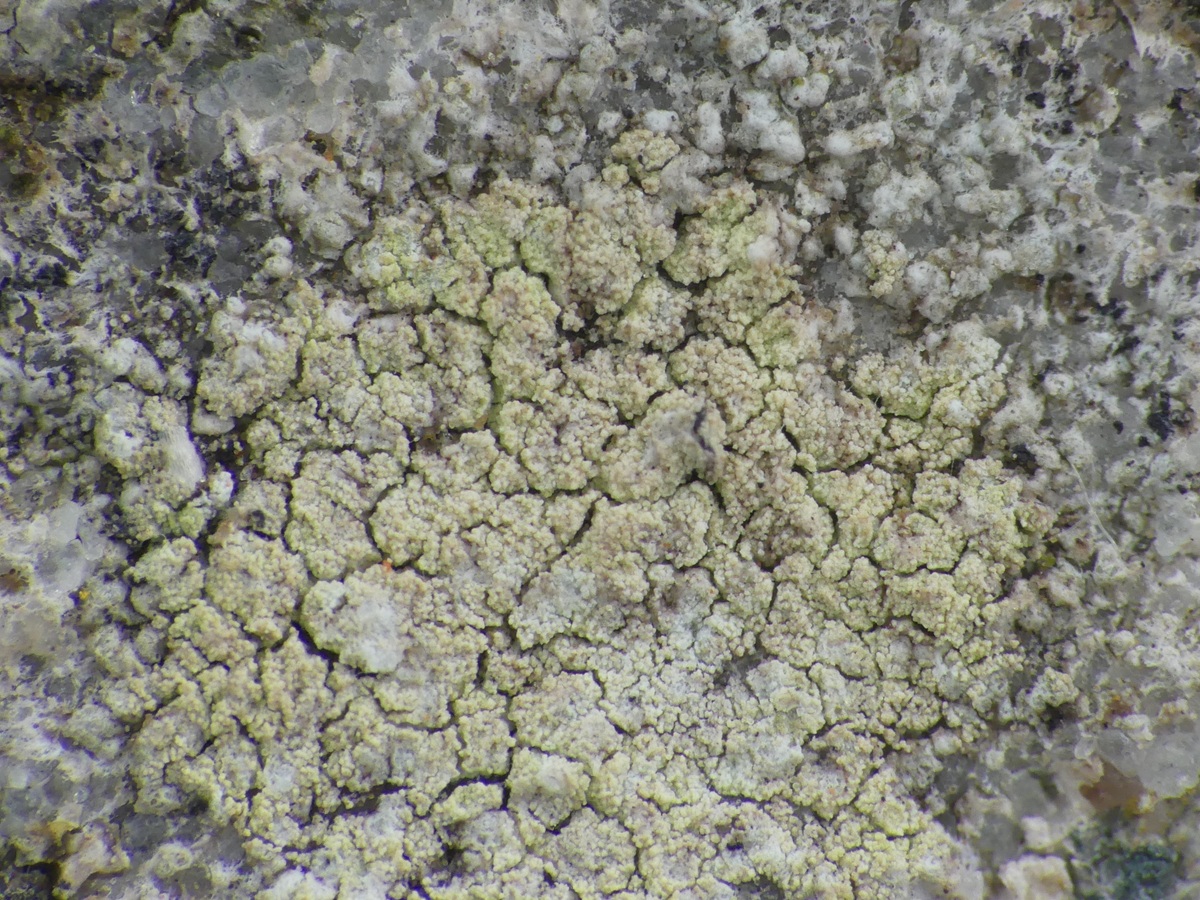 Lecanora orosthea (door Guido Berger)