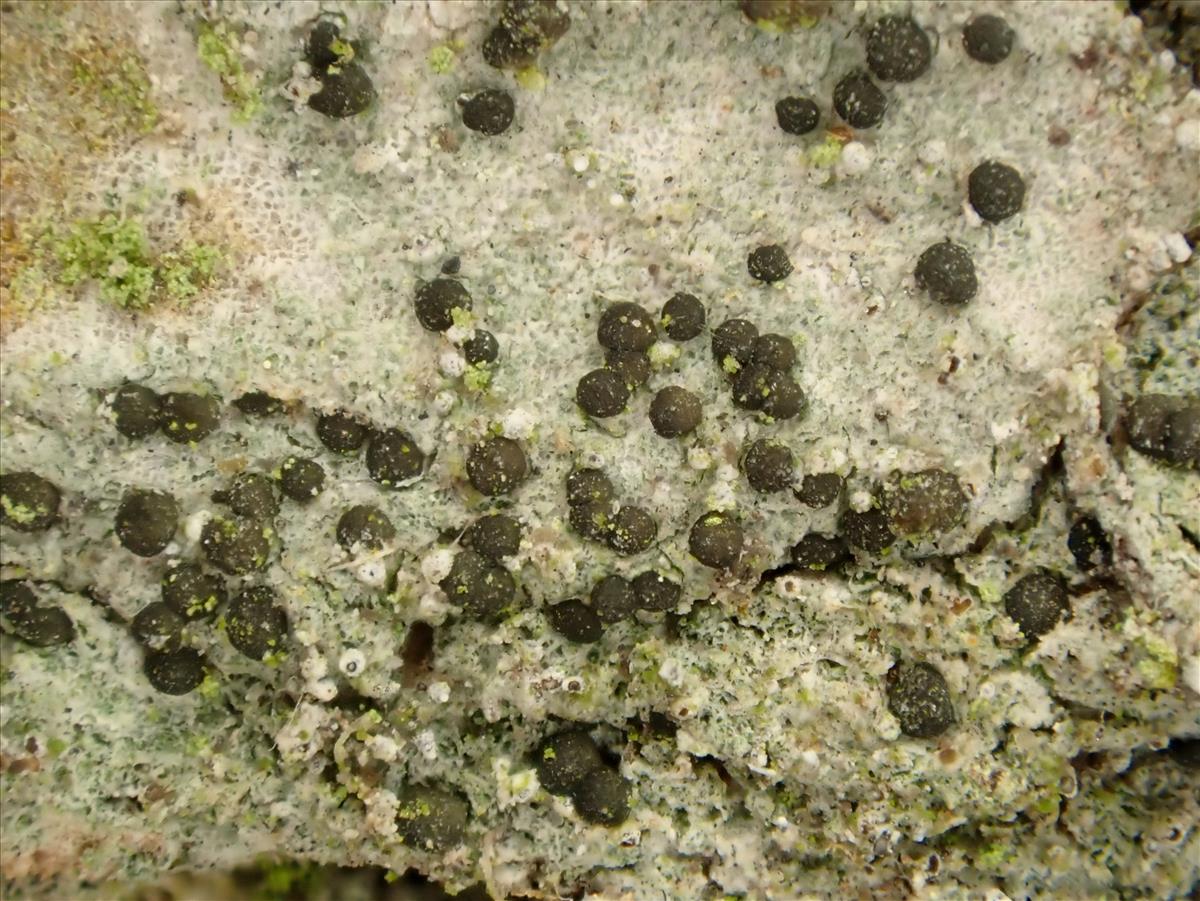 Strangospora deplanata (door Matthijs Molenaar)