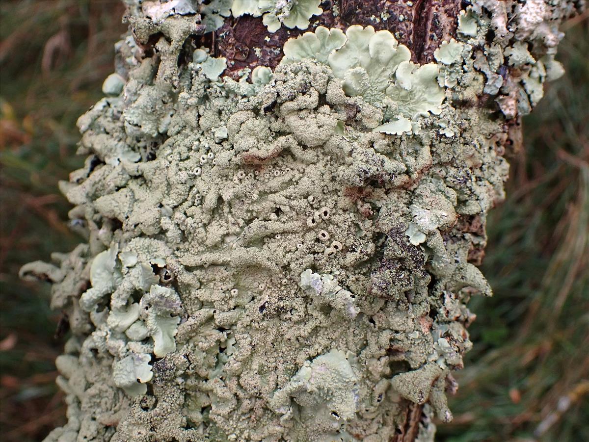 Flavoparmelia caperata (door Matthijs Molenaar)