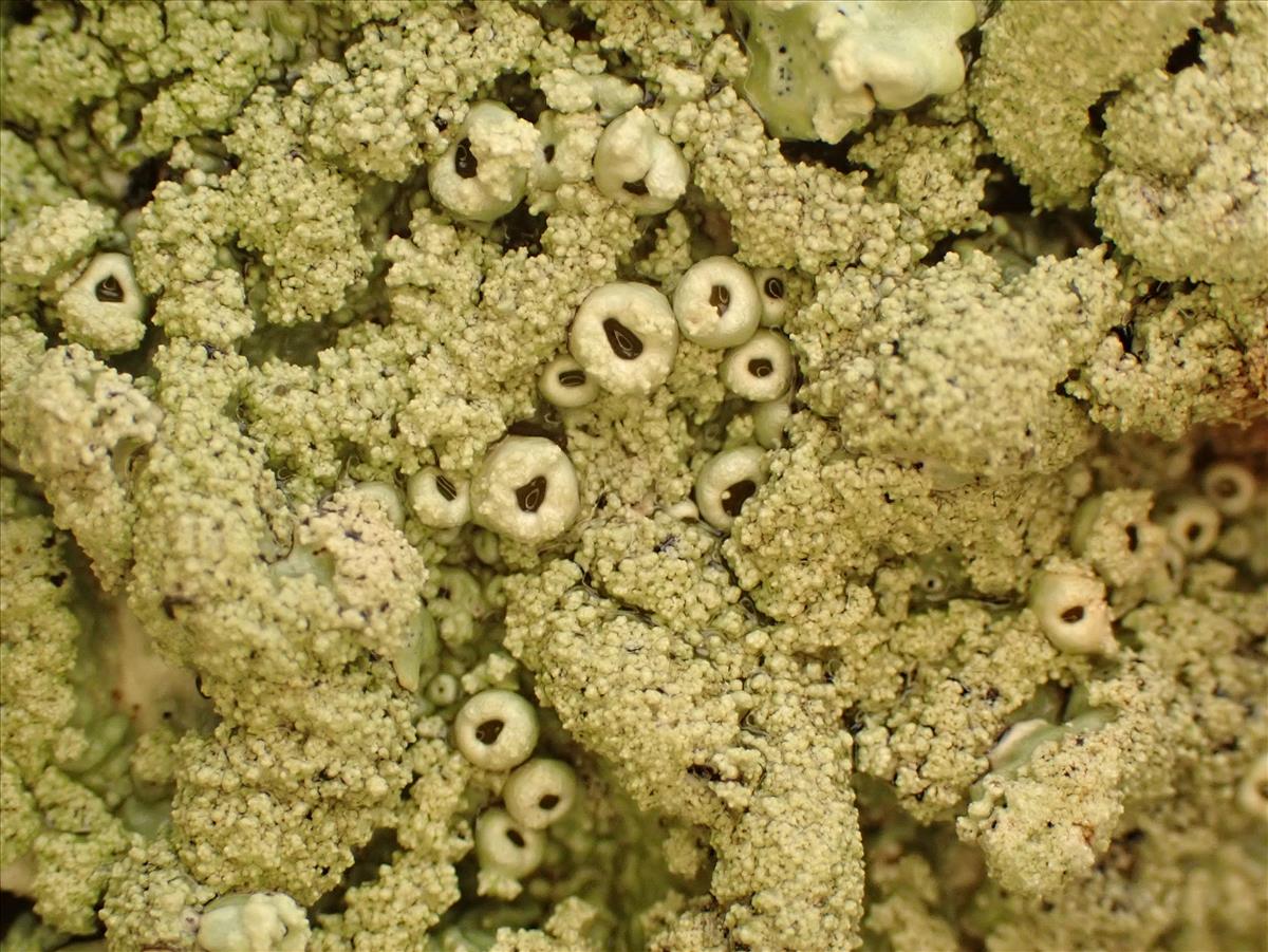 Flavoparmelia caperata (door Matthijs Molenaar)