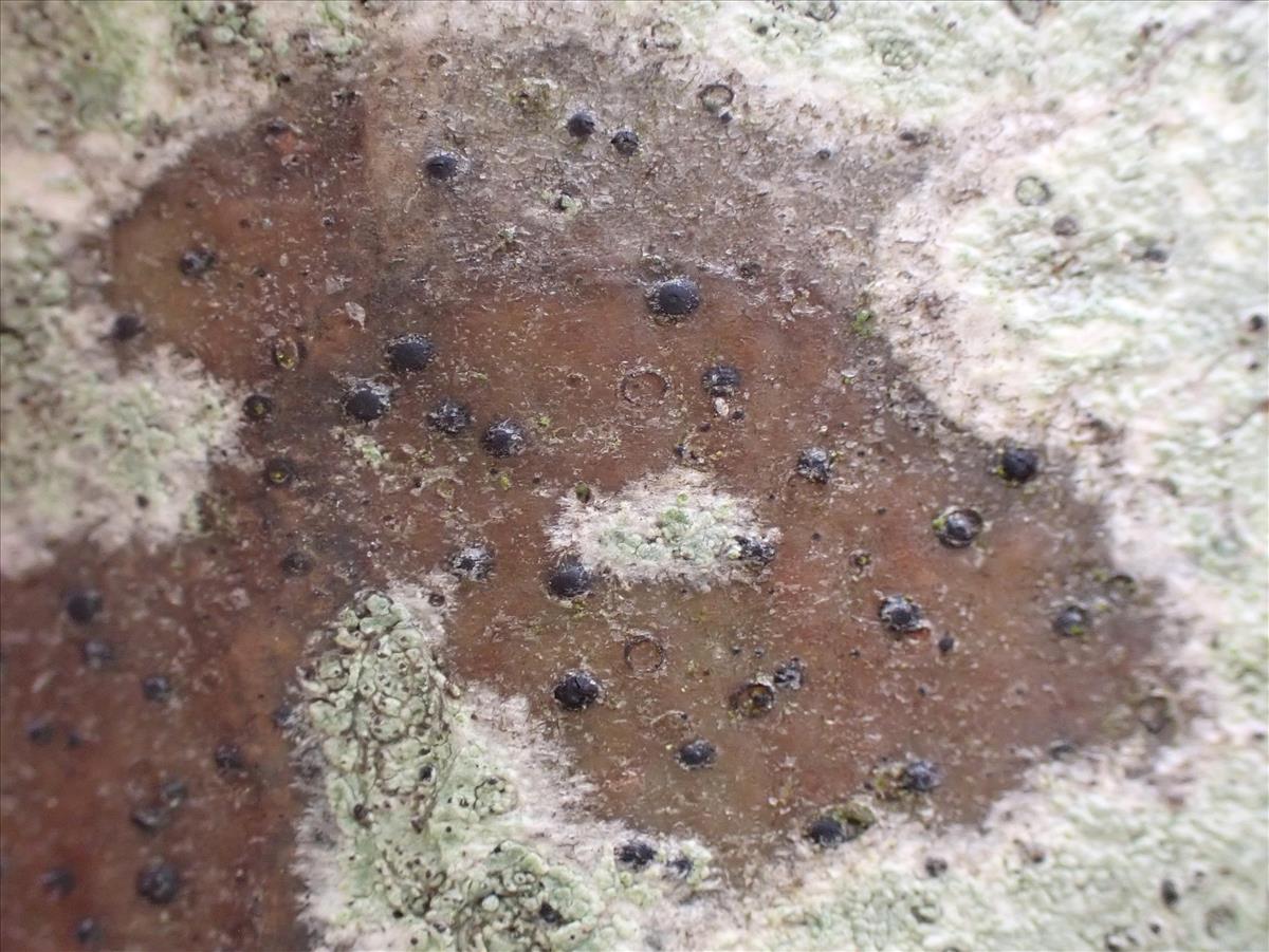 Arthopyrenia analepta (door Matthijs Molenaar)