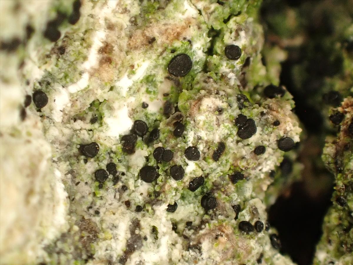 Bellicidia incompta (door Matthijs Molenaar)