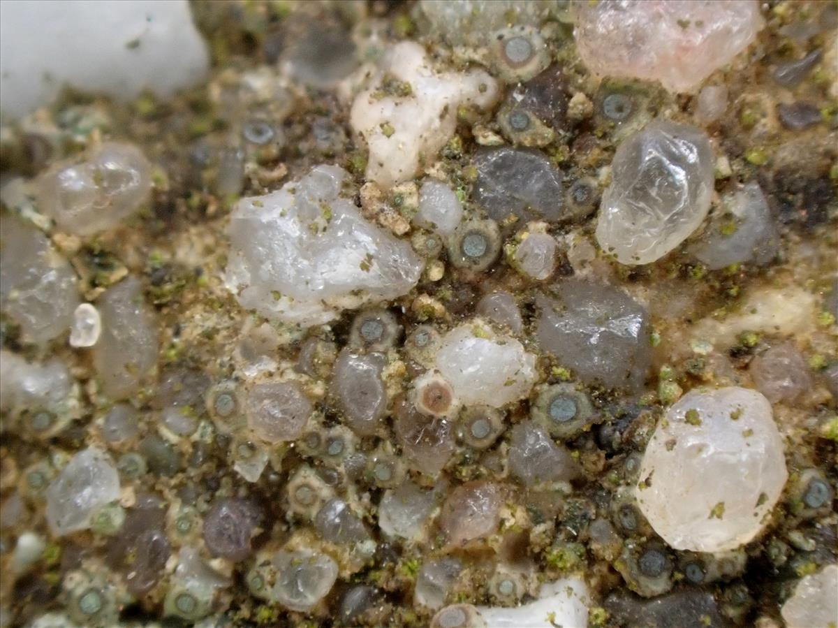 Caeruleum heppii (door Matthijs Molenaar)