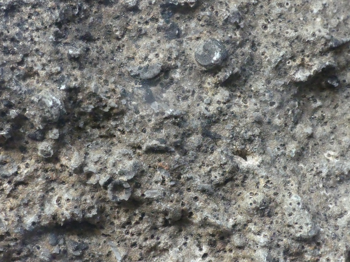 Verrucaria foveolata (door Guido Berger)