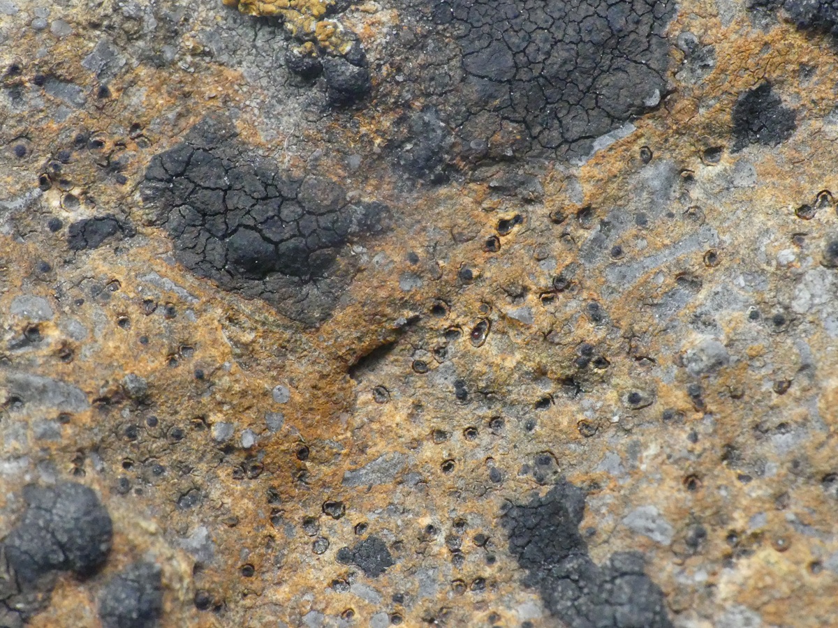 Verrucaria foveolata (door Guido Berger)