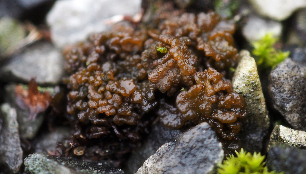 Lempholemma chalazanum (door Jeroen van der Loop)