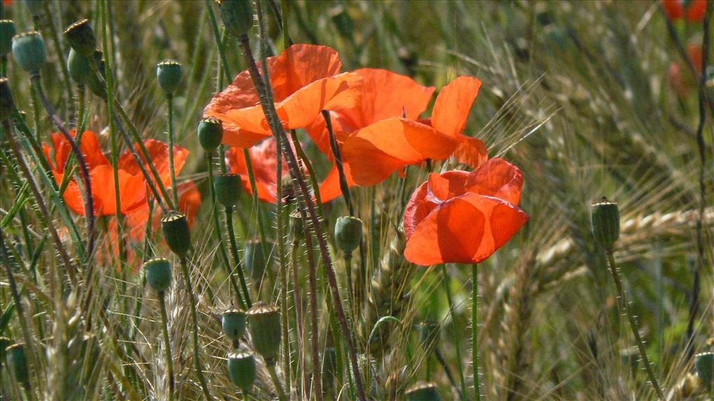 Papaver rhoeas (door Henny Dekker)