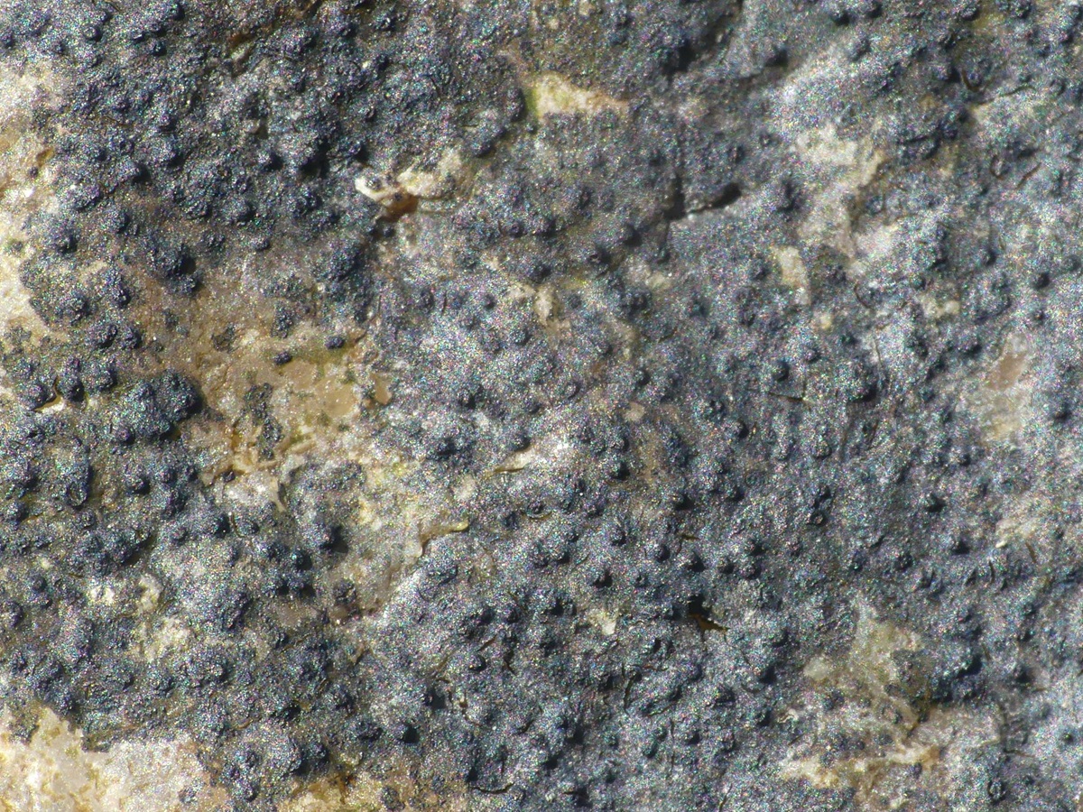 Verrucaria erichsenii (door Guido Berger)