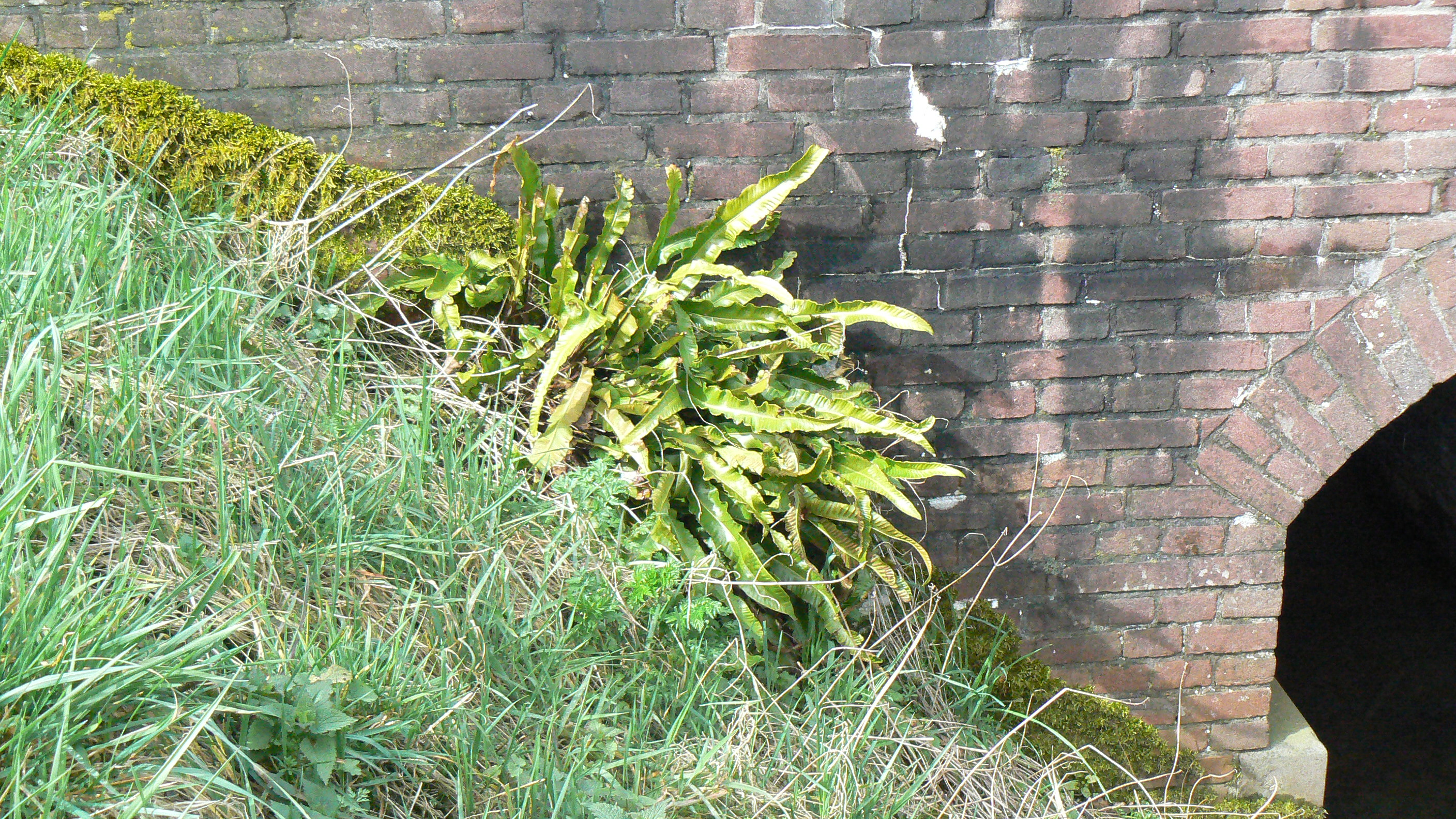 Asplenium scolopendrium (door Henny Dekker)