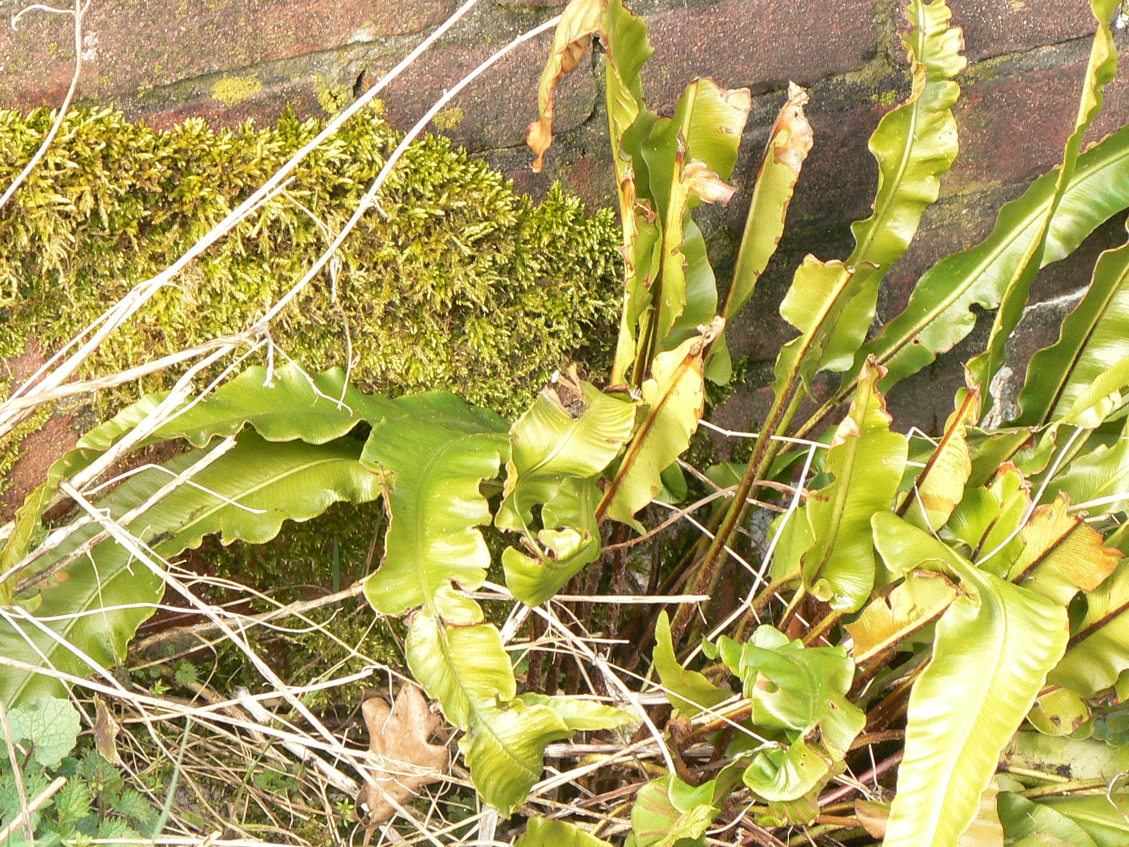 Asplenium scolopendrium (door Henny Dekker)