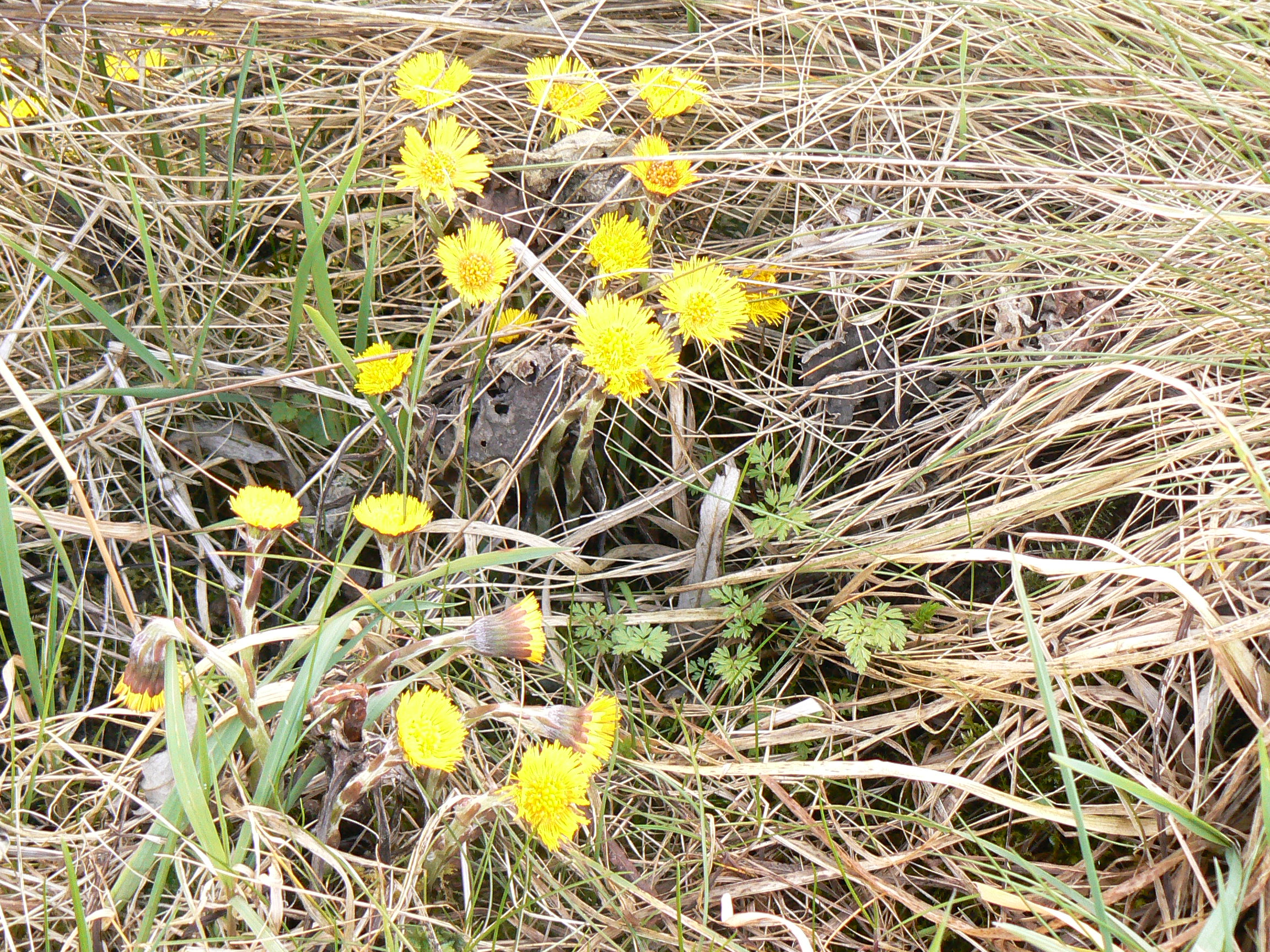 Tussilago farfara (door Henny Dekker)