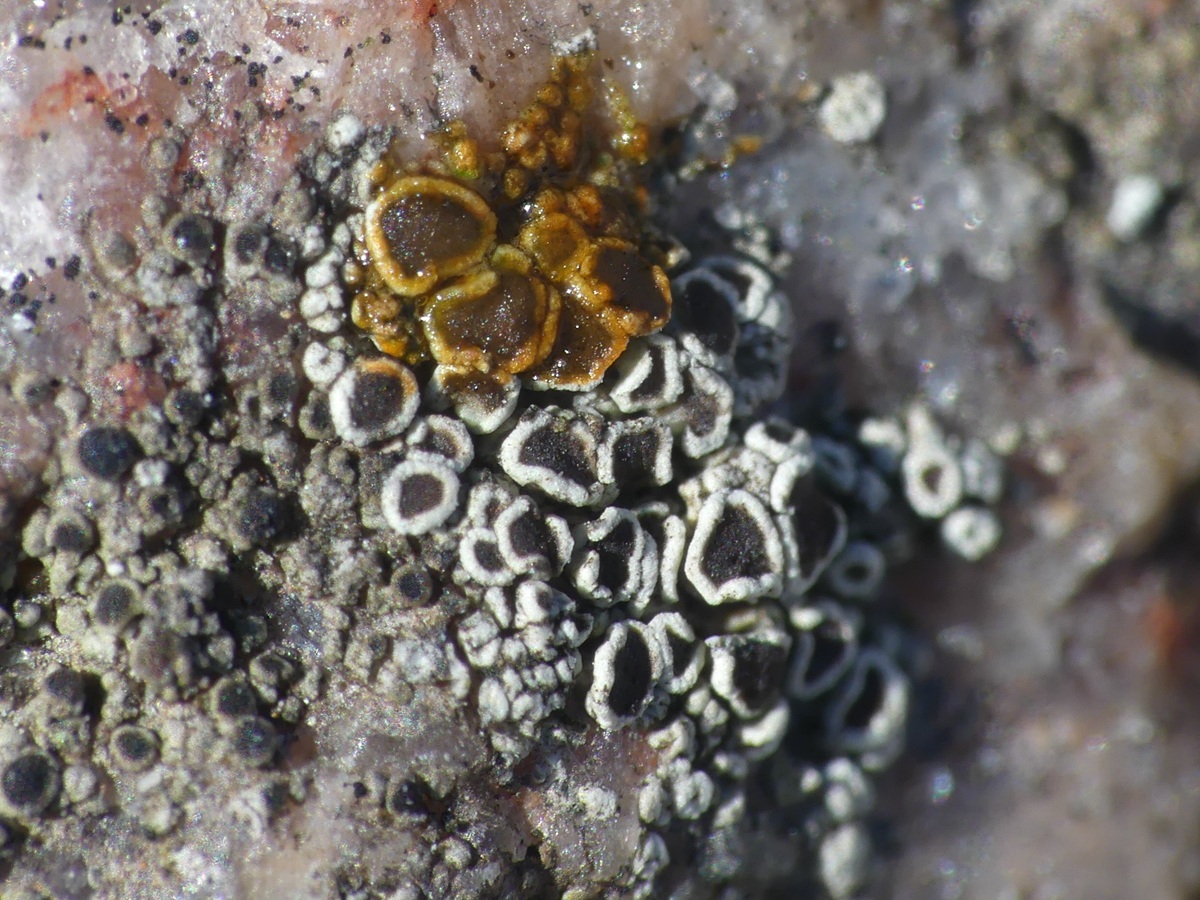 Myriolecis fugiens (door Guido Berger)