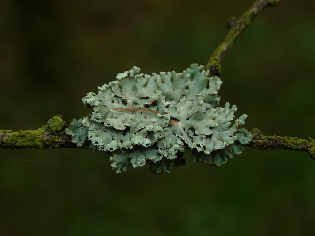 Hypogymnia physodes (door Bert Oving)