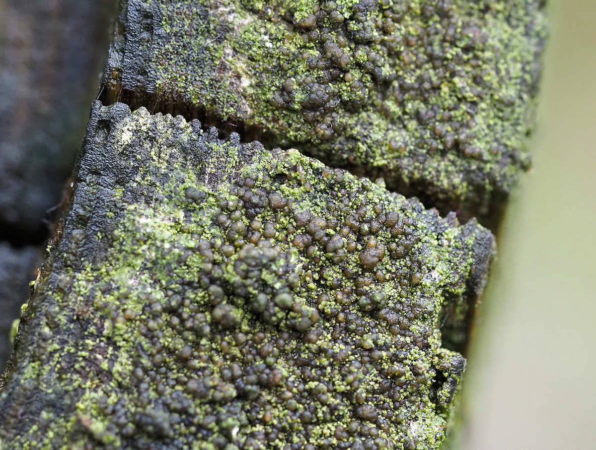 Scoliciosporum umbrinum (door Jeroen van der Loop)