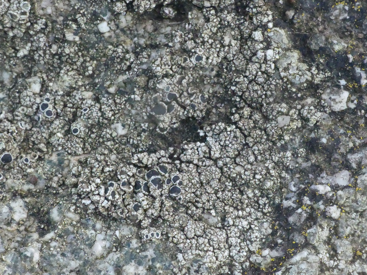 Lecanora gangaleoides (door Guido Berger)